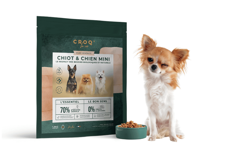 découvrez les inconvénients cachés du chihuahua, ces petits chiens adorables qui peuvent parfois surprendre par leurs besoins et comportements.