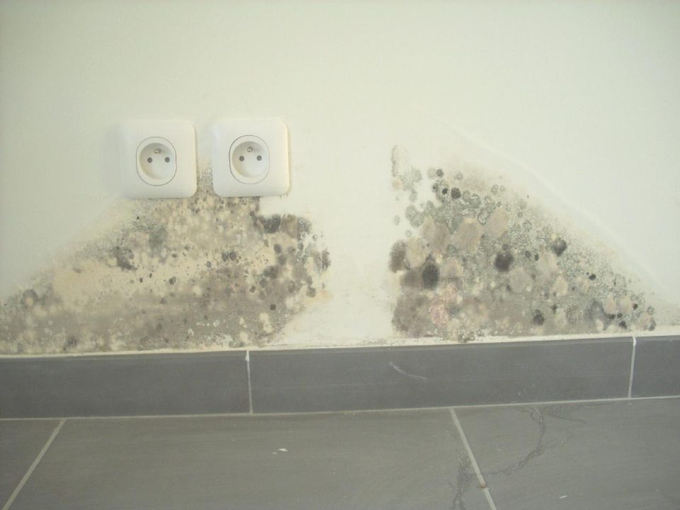 découvrez comment les moisissures et les charges affectent votre environnement de vie et rendent le quotidien difficile, avec des solutions pour retrouver un habitat sain et confortable.