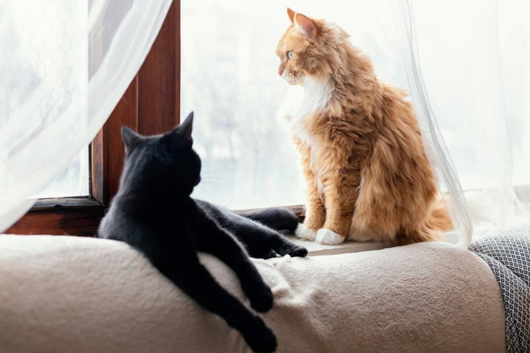 découvrez les règles essentielles du règlement de copropriété concernant la présence des chats en appartement, pour un cohabitation harmonieuse et respectueuse de tous les résidents.